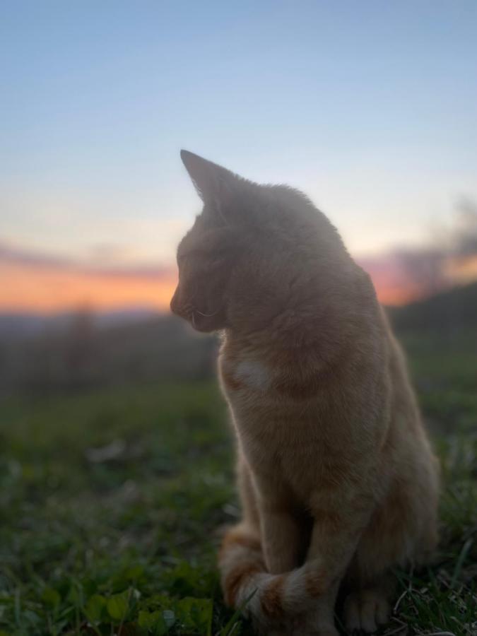 Nature Homestay Trenčín エクステリア 写真